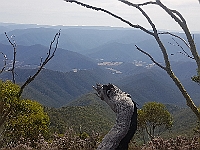 Pic-44 - Blue Rag Trip